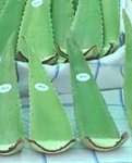 (Bild für) Aloe Frischblatt pro kg