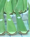 Aloe Frischblatt pro kg (Bild fĂĽr) Aloe Frischblatt pro kg