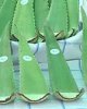 Aloe Frischblatt pro kg (Bild fĂĽr) Aloe Frischblatt pro kg